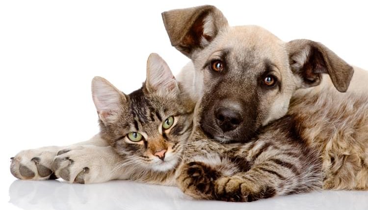 Cafel&acirc;ndia abre inscri&ccedil;&otilde;es para interessados no programa de castra&ccedil;&atilde;o de c&atilde;es e gatos