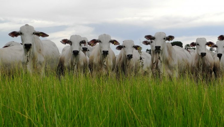 Atenção pecuaristas, a UPL apresenta hoje uma live de como preparar o pasto para a seca