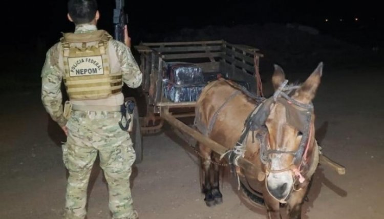 Burro puxando carroça carregada de maconha é apreendido na Região 