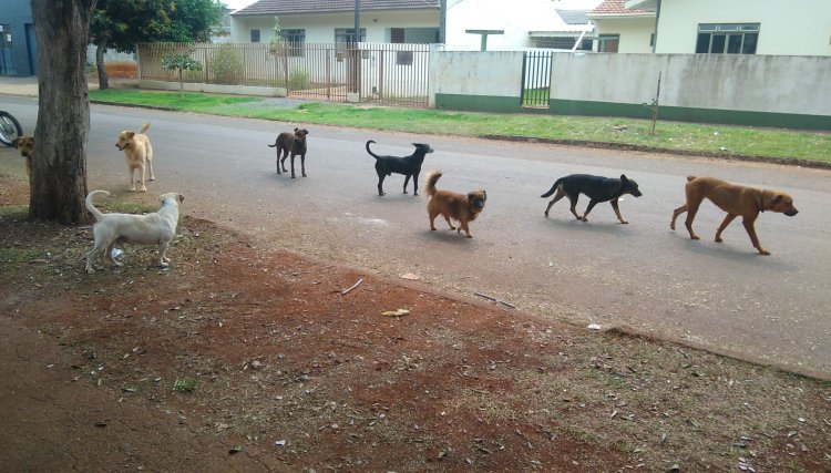 Cachorros na rua não deixam moradores dormirem no Parque São Paulo em Cafelândia
