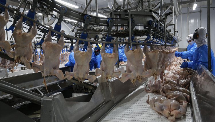 Com avicultura em destaque, PR já produziu 4,87 milhões de t de carne neste ano