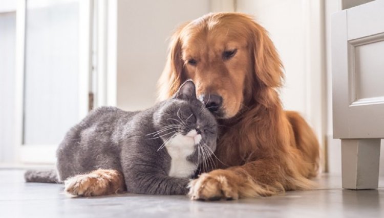 Senado votará aumento de pena para quem ferir cães e gatos na próxima terça