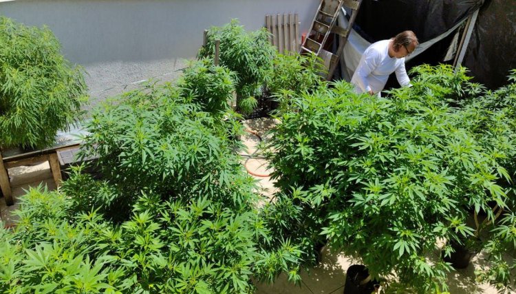 Venda nas farmácias de produtos à base de cannabis cresce 342,3%