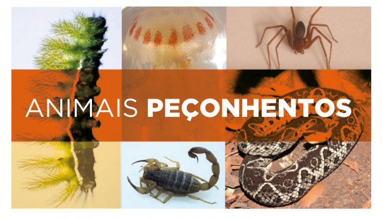 PR alerta para cuidados com animais peçonhentos no verão