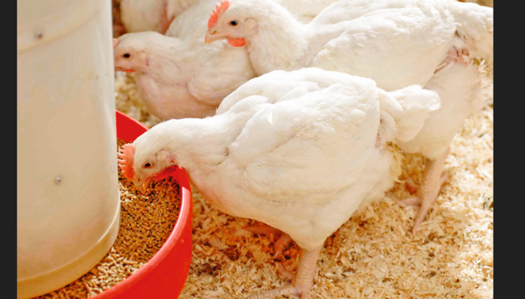 França proíbe importação de carne de animais criado com o uso de antibióticos e o afeta mercado