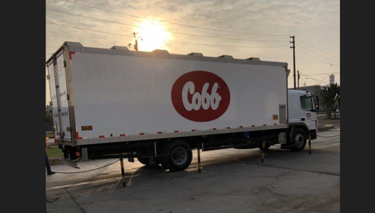 Cobb-Vantress inicia exportação de pintos de um dia da unidade no Peru