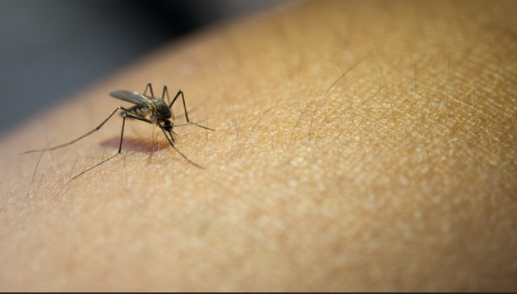 Primeiro óbito pela dengue é confirmado em 2022 