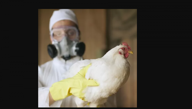 Com Influenza Aviária se espalhando pelos EUA, produtores devem redobrar os cuidados