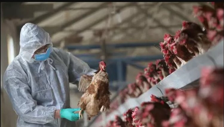 China relata primeiro caso humano de gripe aviária H3N8