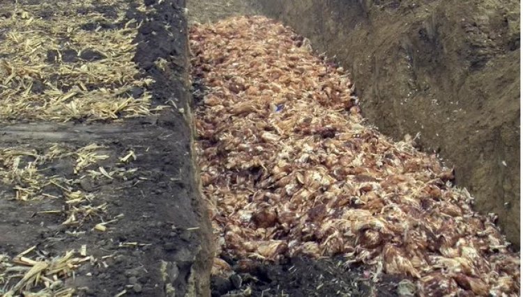 Surto de gripe aviária nos EUA já matou 37 milhões de aves