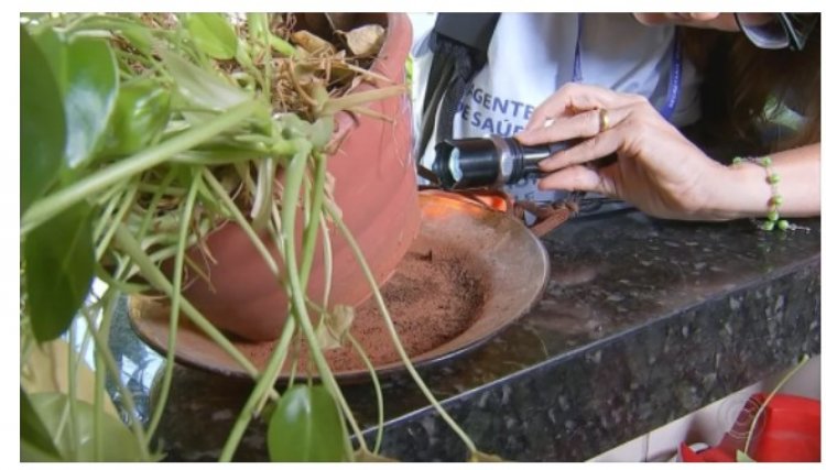 Com 402 casos positivos de Dengue, Cafelândia alerta para a população eliminar os criadouros do Aedes