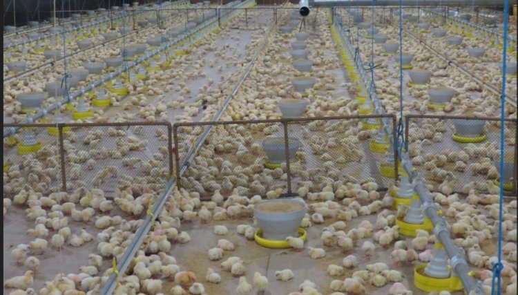 Pré-aquecimento deve ser realizado 48 horas antes do alojamento das aves segundo a Copacol 