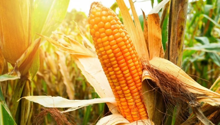 Frente fria não prejudica produção de milho, e produtores ficam otimistas com a safra