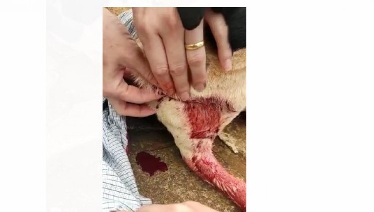Polícia é acionada após jovem ferir cachorro com golpes de faca em Cafelândia, veja o vídeo 