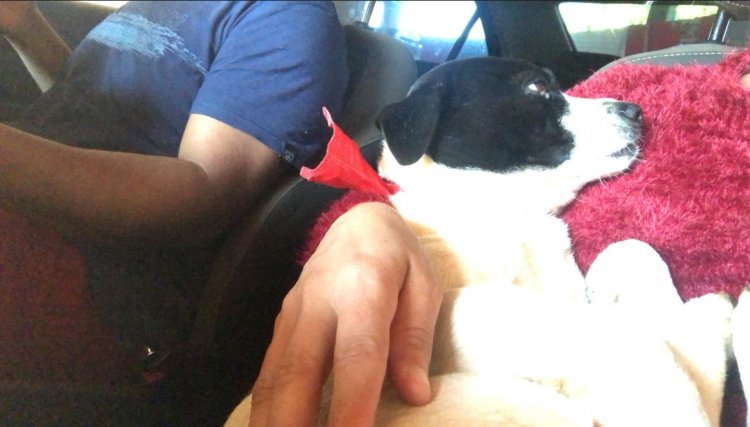 Cachorro ferido por golpe de faca em Cafelândia tinha dono e já voltou para a sua família 