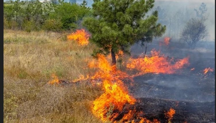 Departamento de Fiscaliza&ccedil;&atilde;o emite alerta sobre riscos de queimadas em Cafel&acirc;ndia