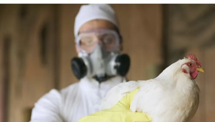 A mais recente epidemia de gripe aviária pode ser a pior de todos os tempos na Europa
