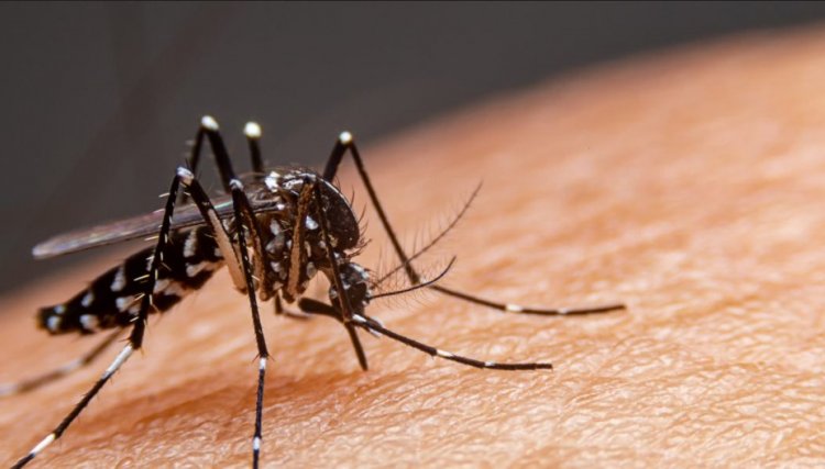 Saúde confirma mais 3.139 casos e dois óbitos por dengue