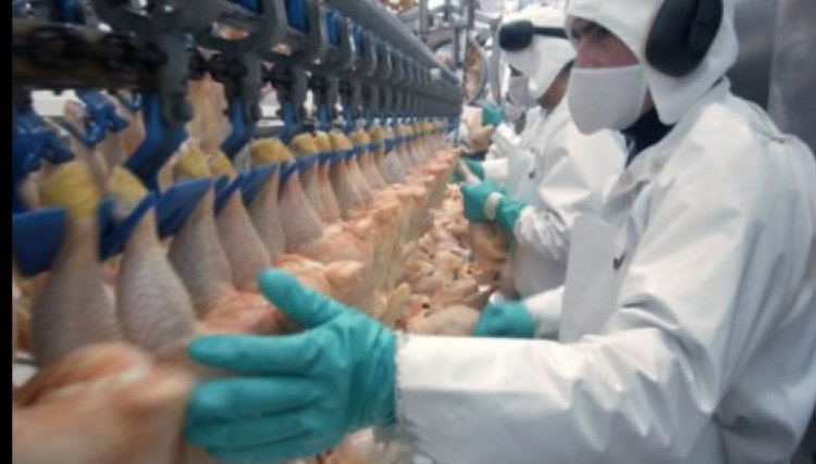 Exportações de frango crescem 6% em 2022,  ano alcançou US$ 5,620 bilhões, 33,3% maior do que no ano passado