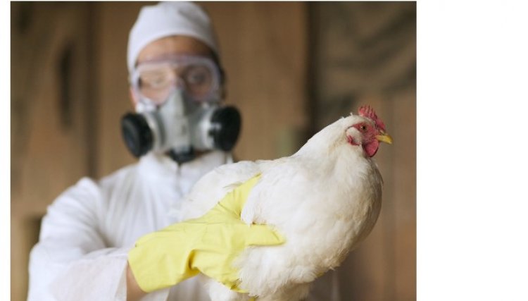 Gripe avi&aacute;ria detectada novamente em rebanho comercial de Quebec no Canad&aacute;