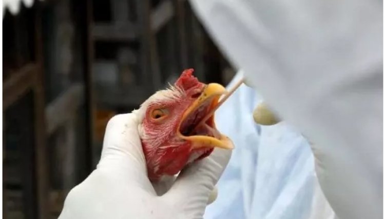 3 milhões de frangos são abatidos devido  surto de gripe aviária