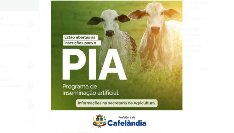 Cafel&acirc;ndia retoma programa de insemina&ccedil;&atilde;o artificial