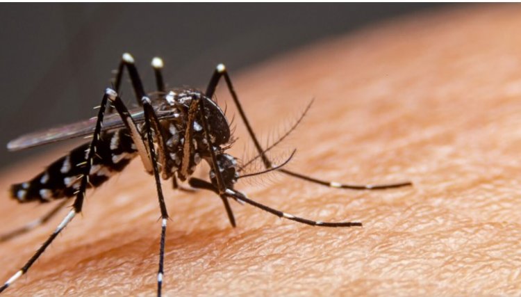 Dengue aponta mais 90 casos sem registros de novos óbitos
