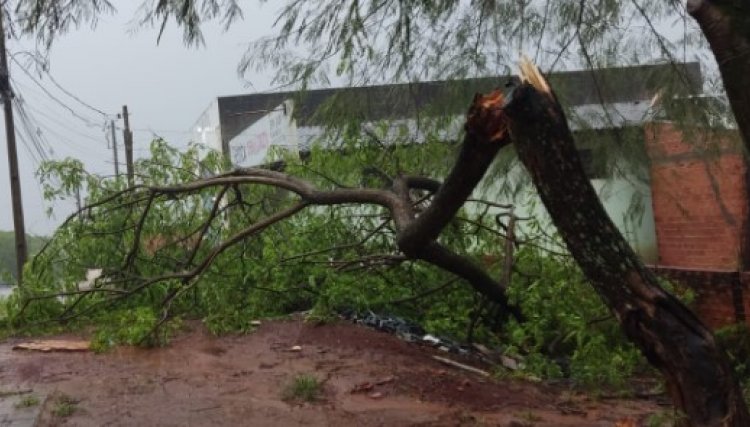 Equipes da prefeitura de Cafel&acirc;ndia est&atilde;o  removendo as &aacute;rvores desde a madrugada