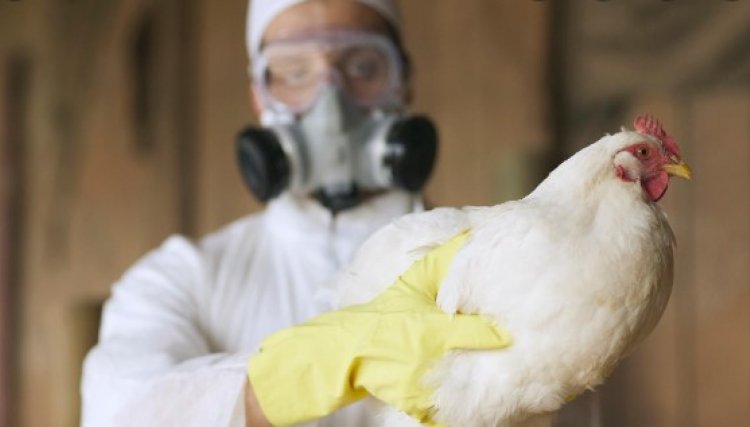 Avicultores est&atilde;o em alerta com a chegada da Influenza Avi&aacute;ria a Am&eacute;rica do Sul