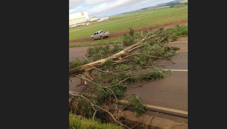 BR 369 na Penha &eacute; bloqueada novamente ap&oacute;s manifestantes derrubarem uma &aacute;rvore 