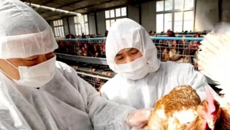 Casos de influenza avi&aacute;ria batem recorde no Jap&atilde;o e 9,9 milh&otilde;es de frangos j&aacute; foram abatidos