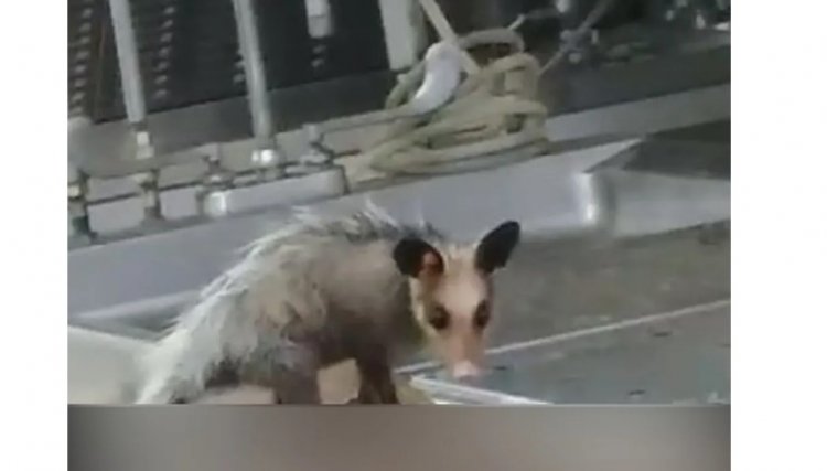 Gambá é filmado comendo parte de corpo de um homem morto em pleno o IML