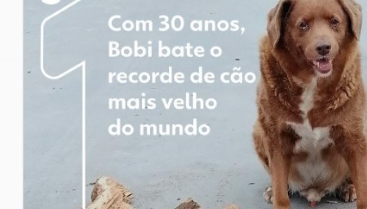 Cachorro chega aos 30 anos e bate recorde mundial