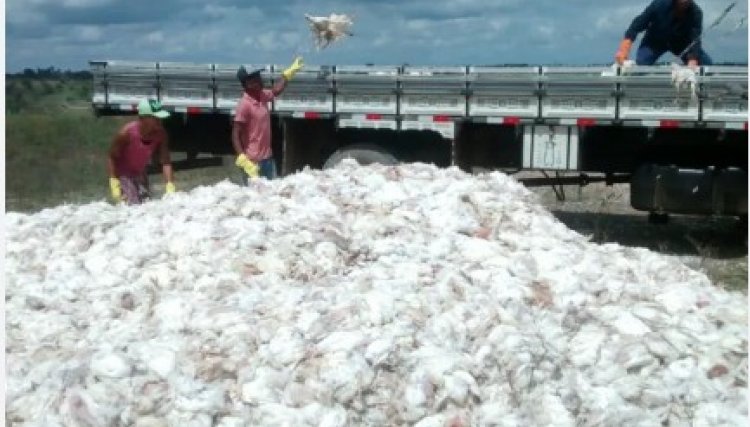 Queda de energia provoca morte de 100 mil frangos