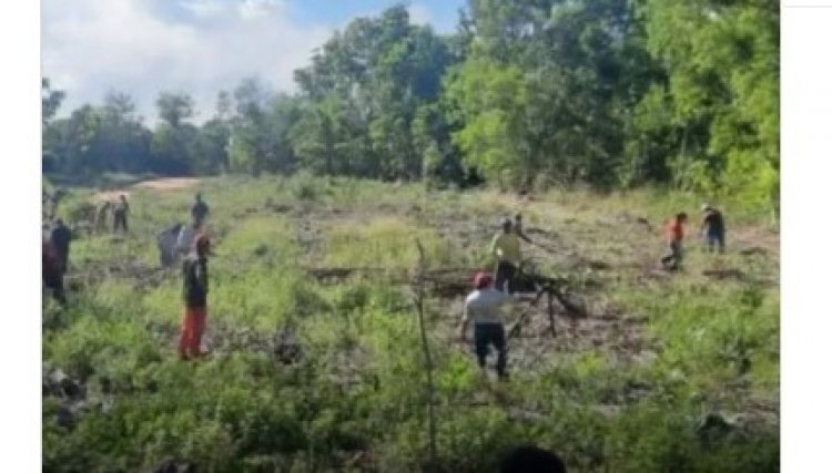 MST já invadiram três fazendas de cultivo de eucalipto da empresa Suzano Papel e Celulose