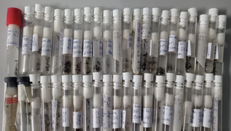 Casos de Dengue aumentam consideravelmente em Cafelândia e município deve entrar em epidemia nos próximos dias