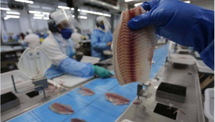 PR lidera produção e exportação de peixes e a Copacol se destaca com a sua produção