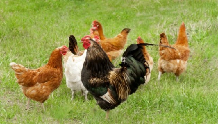 Vigilância Sanitária de Cafelândia vai fiscalizar locais de criação de aves soltas 