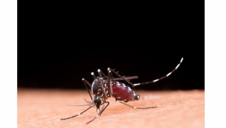 Cafelândia confirma primeiro caso de Chikungunya