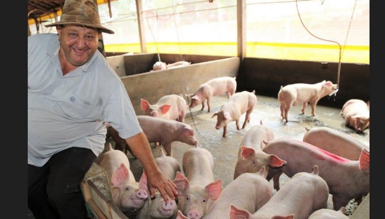 Nelson Mazzalli é o destaque do mês na suinocultura da Copacol 