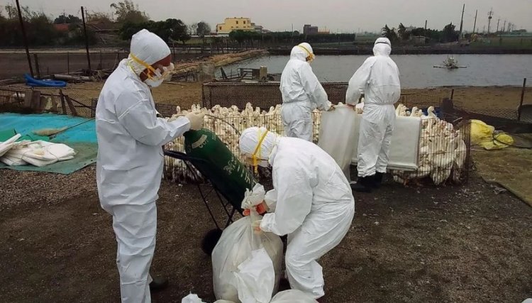 Mais de 1 milhão de aves morrem em surto de gripe aviária no Chile