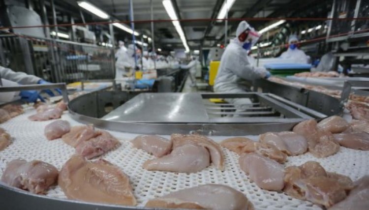 Exportações brasileiras de carne de frango atingem novo recorde