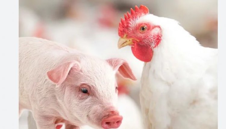 Paraná bate novo recorde na produção de frango e tem aumento no abate de suínos