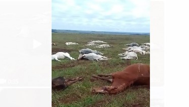 Mais de mil bois morrem após uma onda frio extremo no MS, veja o vídeo