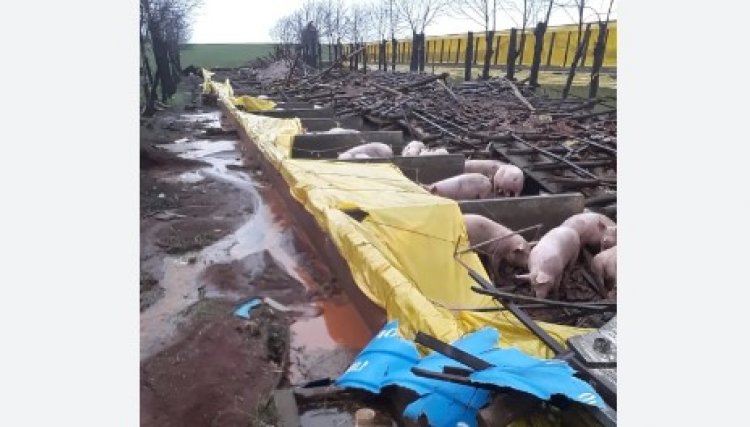 Ciclone causa prejuízo de R$ 300 milhões a setor de aves e suínos no Rio Grande do Sul 