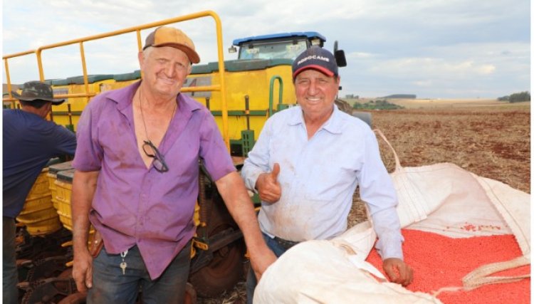 Semeadura da soja chega a 55% na região da Copacol, no total serão 295 mil hectares cultivados
