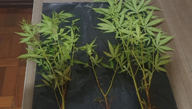 Pés de maconha são encontrados em residência de Nova Aurora 