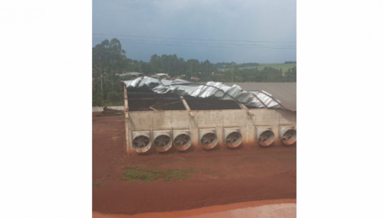 Temporal deixa prejuízos de aproximadamente R$ 300 mil para produtor rural de Cafelândia, veja o vídeo 