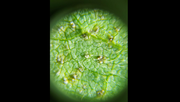 Copacol identifica ferrugem asiática e orienta produtores