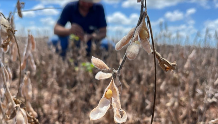 Crise iminente no agronegócio brasileiro preocupa produtores e governo toma medidas  